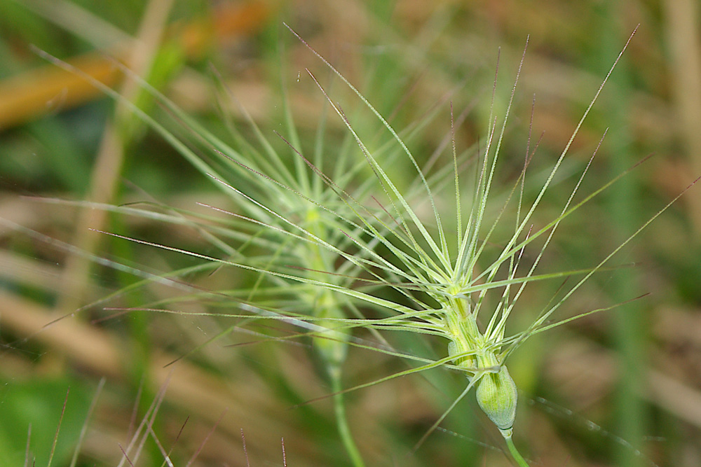 Qualcuno mi conferma Aegilops geniculata